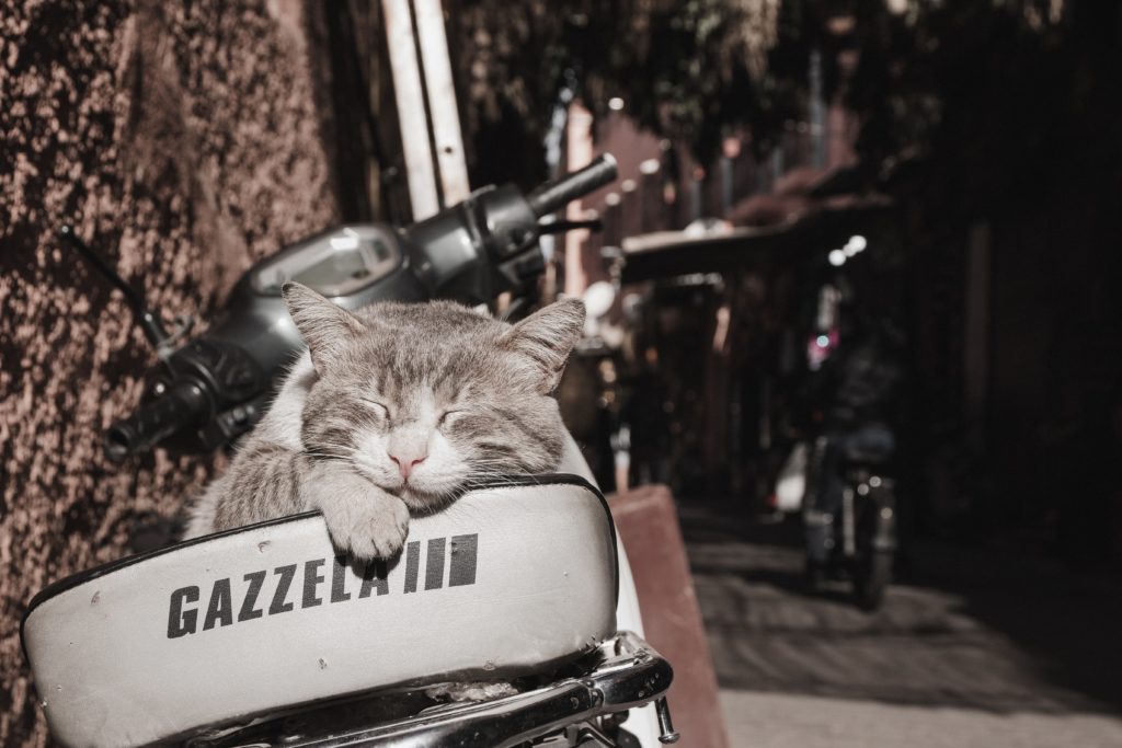 grey and white cat sleeping on the seat of a parked white scooter